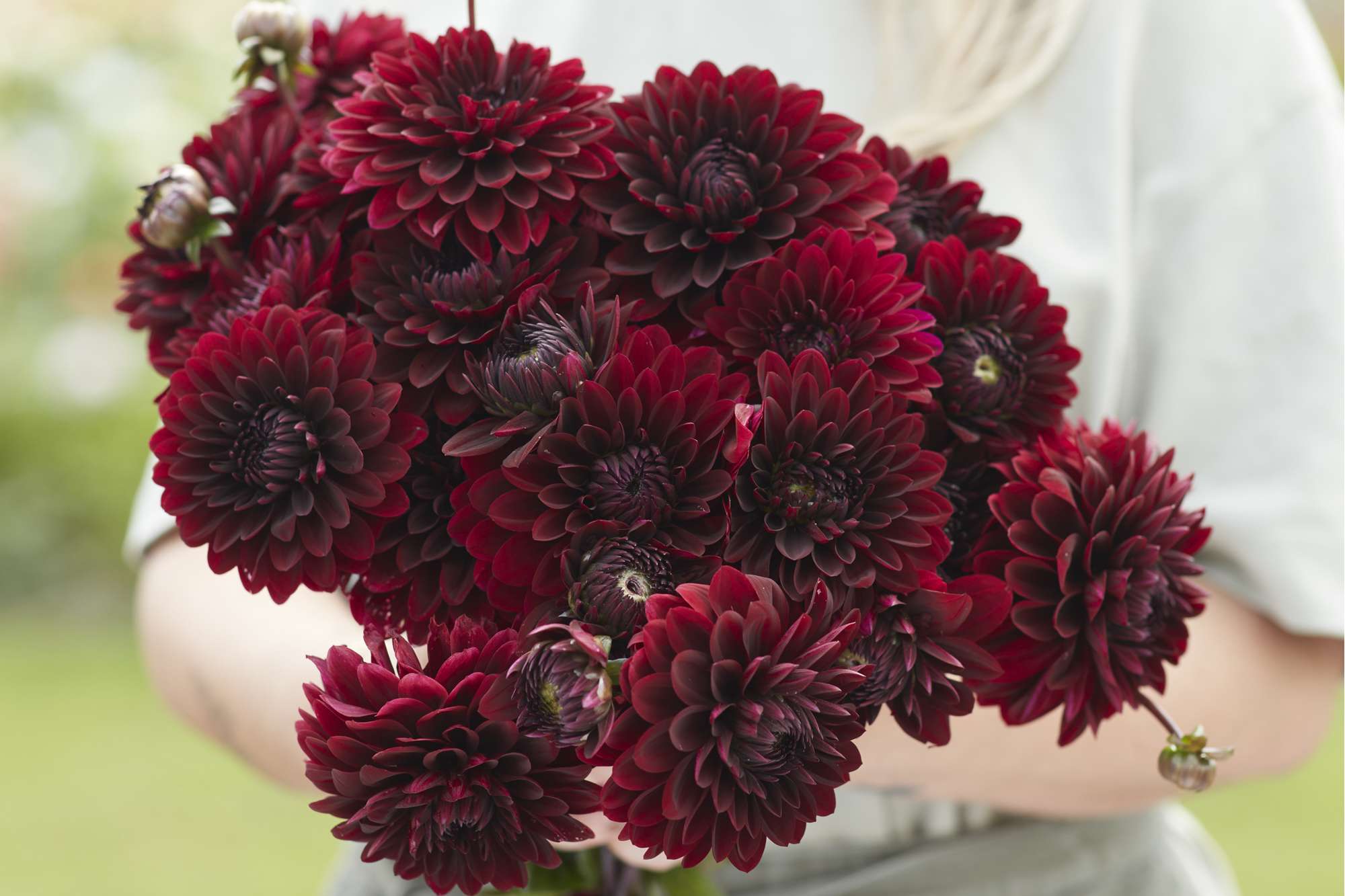 Dahlia 'Dark Destiny'